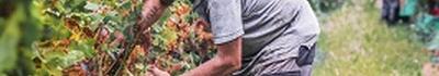 Vendemmia 2025 al via in questi giorni a Tenuta Mariani